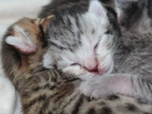 Ozspots Venus 4 days old