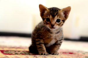 13275475_1624546194536068_1564956483_o