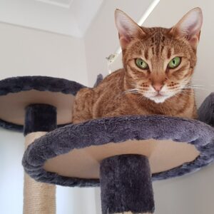 image: Falconblade Poccy Cadbury Nighthawk