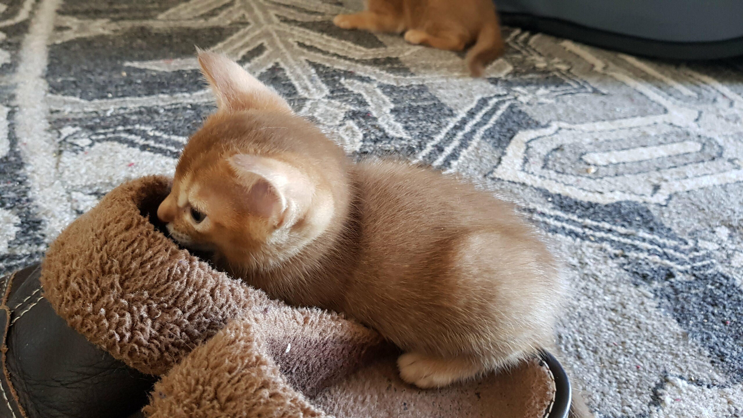 Sunchaser Eris kitten pic 2