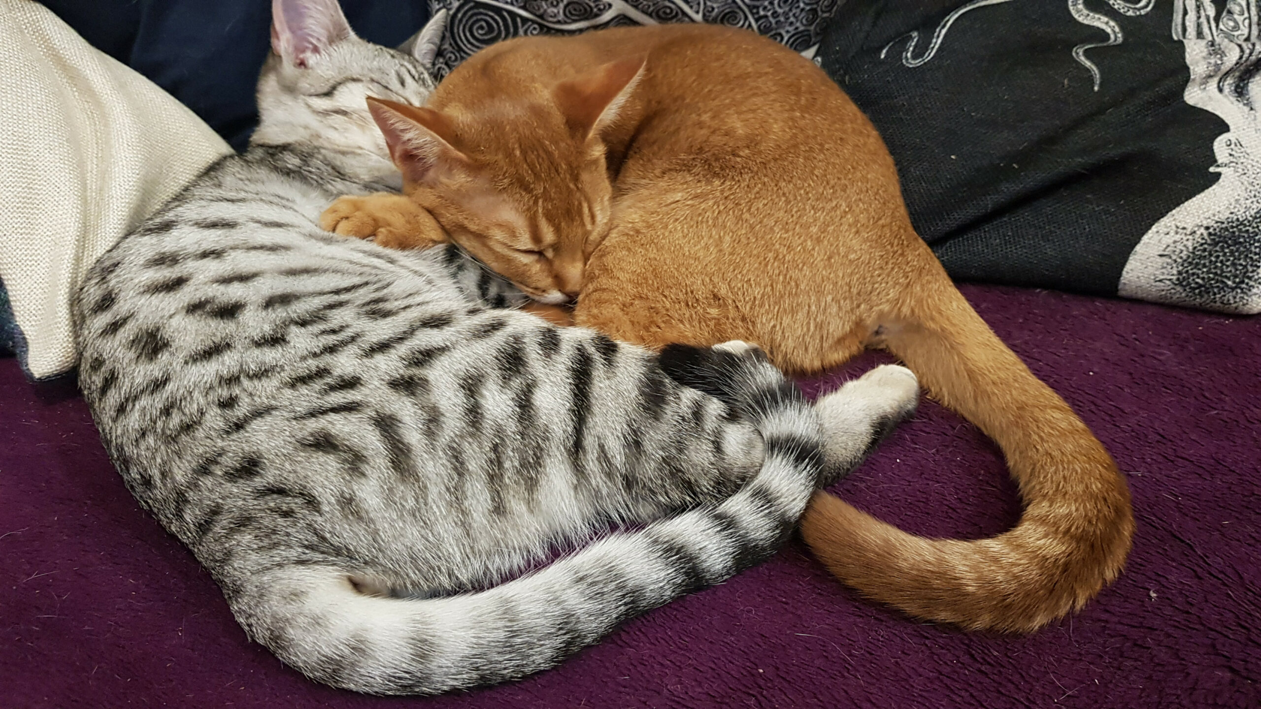 Jazmarez Veronica & Sunchaser Eris cuddling